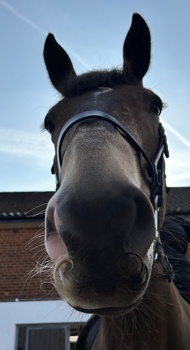 MerPolMounted's tweet image. Amber has taken Movember very seriously this year and we think she is off to a great start!
#StandTall #PHAmber #Movember #WhatATash
@MovemberUK