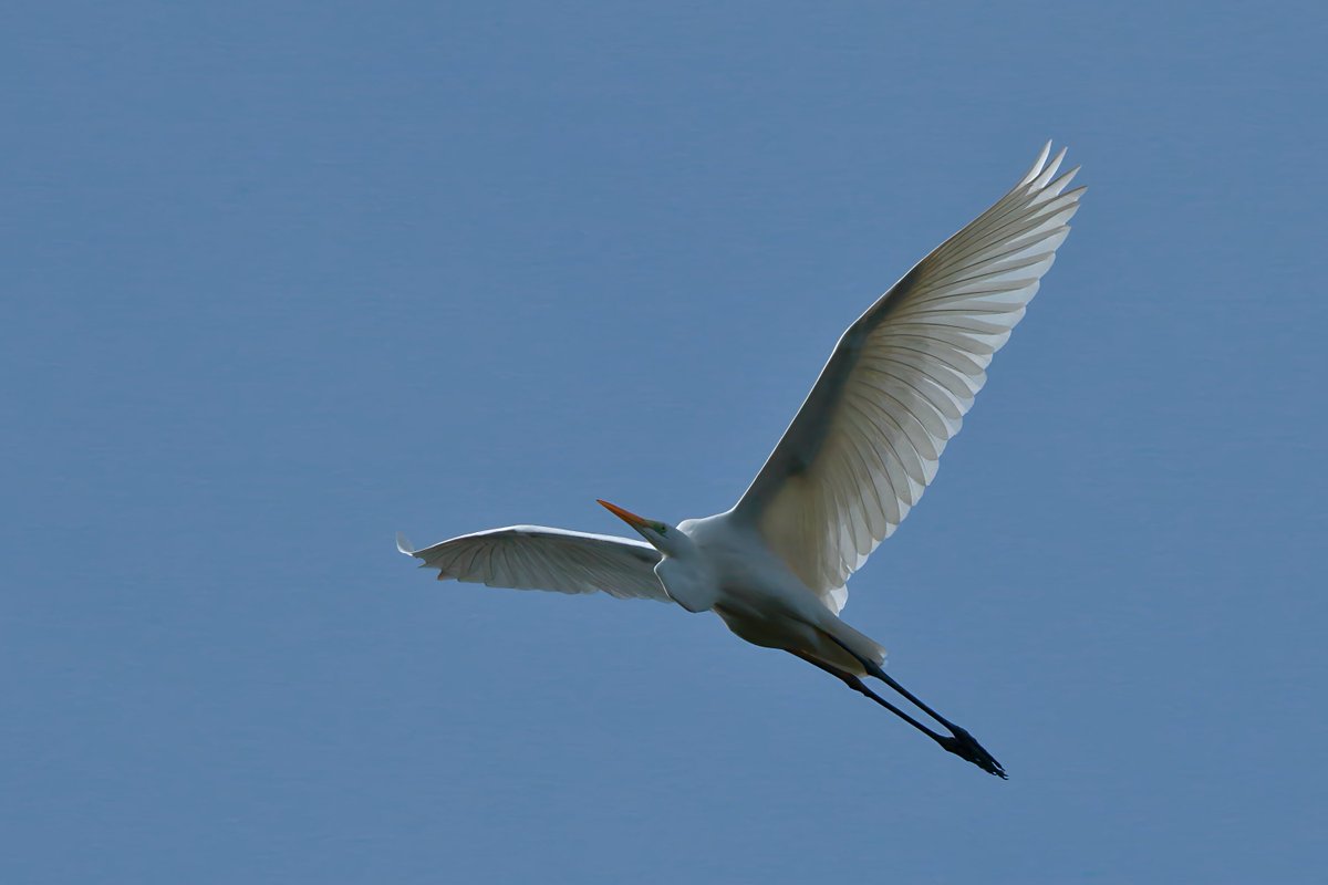 KiichanNexus4's tweet photo. 翼を広げて
#野鳥 #野鳥観察 #チュウサギ #birdwatching #BirdJapan #IntermediateEgret #鷺科はいいぞ https://t.co/Ti7QF4uiph