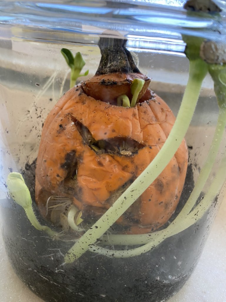 mrs_vanhout's tweet photo. Shout out to Ms Burton and her 2nd grade class at @barronknights for having fun with pumpkins in science!!! #hcssciencedept #grossscience @LWyattHCS https://t.co/7Zy1iULXdB