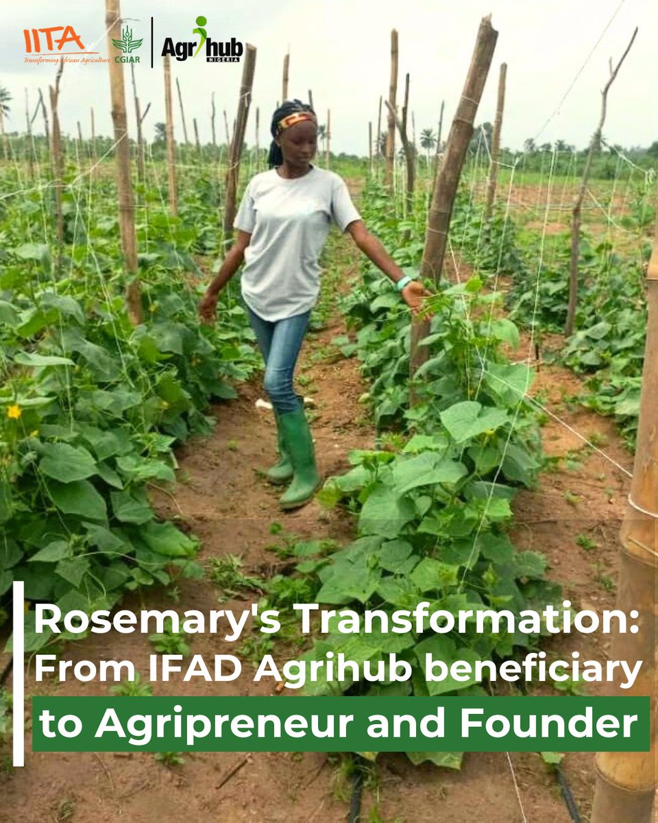 IFAD Agrihub Nigeria Project: Nurturing Dreams of Nigerian Youth

Rosemary Adeoti, the founder of SR Farms, is an #Agripreneur who was empowered by the <a href="/IFAD/">International Fund for Agricultural Development</a> Agrihub Nigeria Project.

Rosemary specializes in the production of fishery and crop produce; while her enterprise