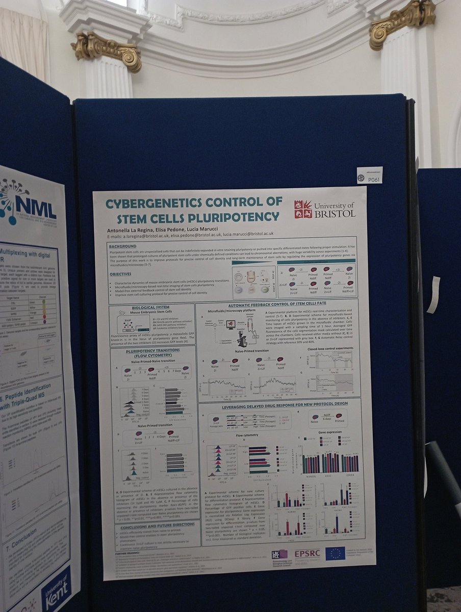 Glad to share my work about Cybergenetics control of stem cells pluripotency at Synthetic Bioology UK 2023 developed in Marucci lab at Bristol University 🧫🔬💻🧑‍🔬
#mesc #pluripotency  #SBUK2023 #controlengineer #microfluidic #naive #primed #stemcell #tuning