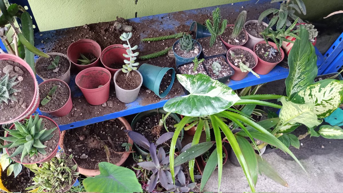 Credo Dante Sho!!! Garden tweet media
