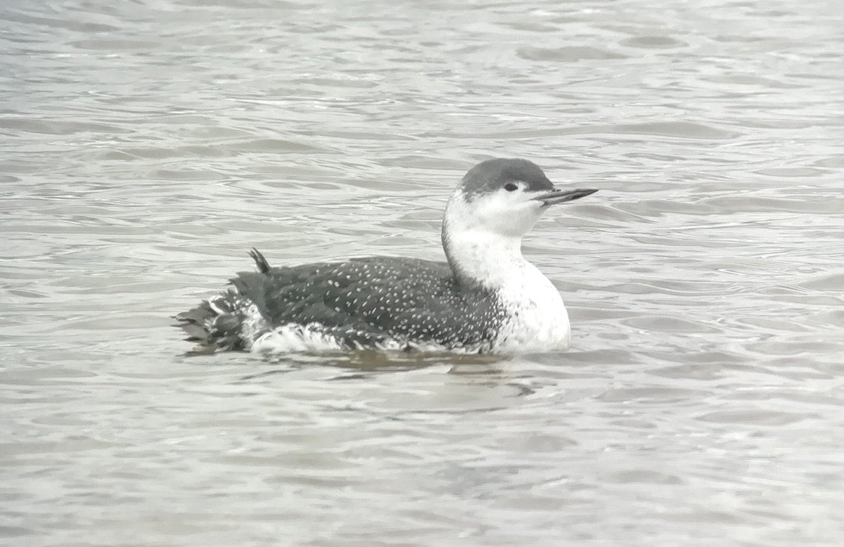 Red-throated diver showing very well in the scrape from Saltholme Pools hide 12.30 @RSPBSaltholme @teesbirds1