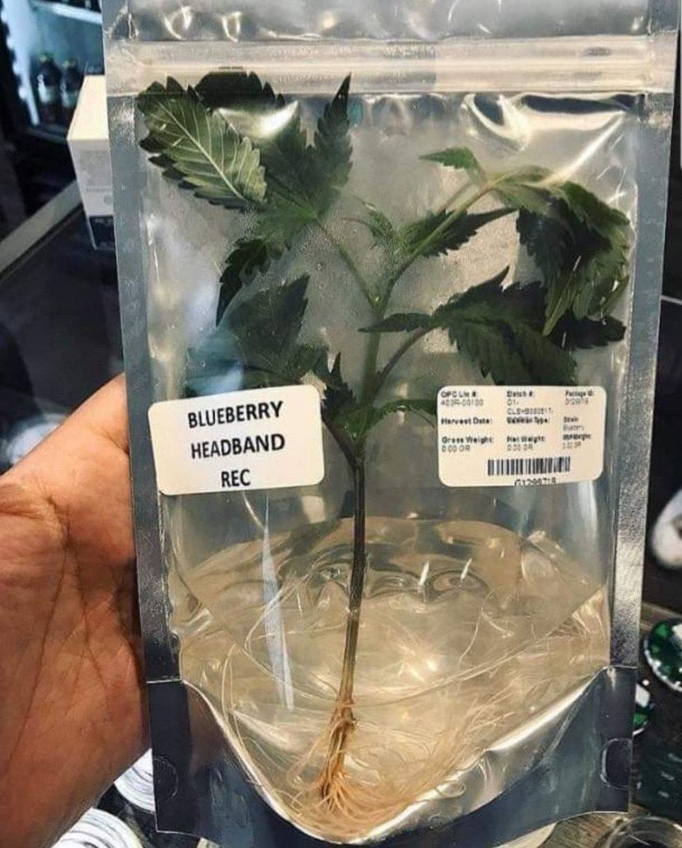 In Canada 🇨🇦, it is legal to buy clones from licensed online stores 🏬 and have them mailed to your home 📦