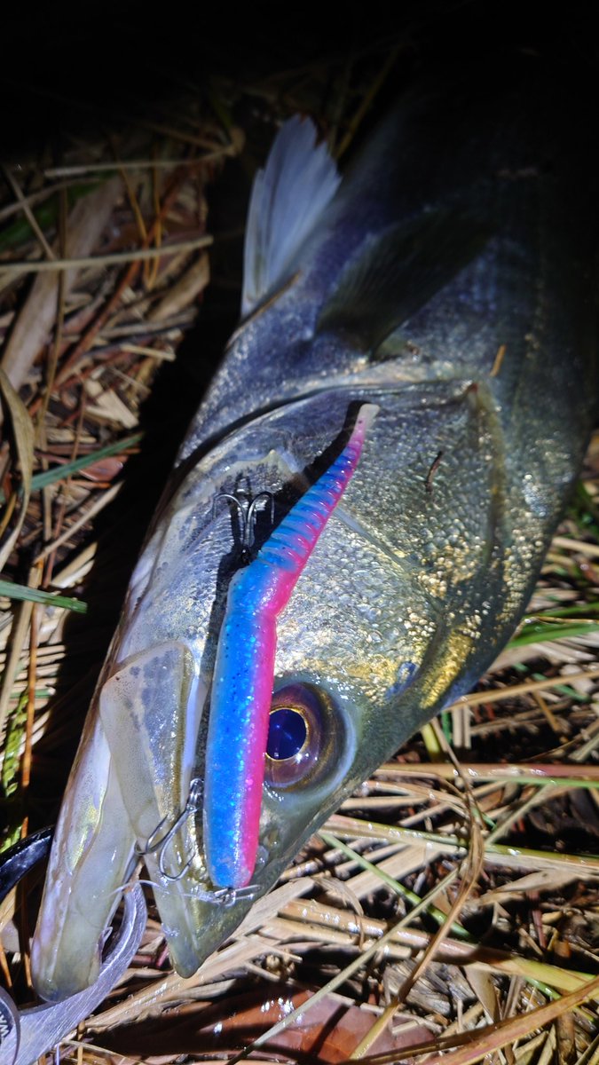 N4oNagashima's tweet photo. 本日は陸っぱり釣行。潮位は期待できなかったので小場所を少し
ただ、釣行中に酔っ払いに話しかけられたり、90オーバーを仕留めたノーテンが殉職したりと、若干のトラブルはありましたが、ぼちぼちキャッチして納竿しました
#marujin #マルジン
#ノーテン #NOTEN6
#シーバス https://t.co/7Whv0HEMOt