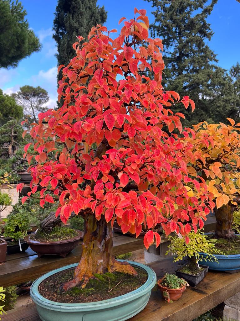 Autumn in LaosGarden #laosgarden #bonsai #bonsailife #bonsaiinvendita  #bonsaipotforsale #bonsaitree #bonsaischale #bonsaiavailable #bonsaiforsale  #vasibonsaiinvendita #vasojapan #vasobonsaiinvendita #vasobonsaiinvendita  #tokonamepot #tokoname ...