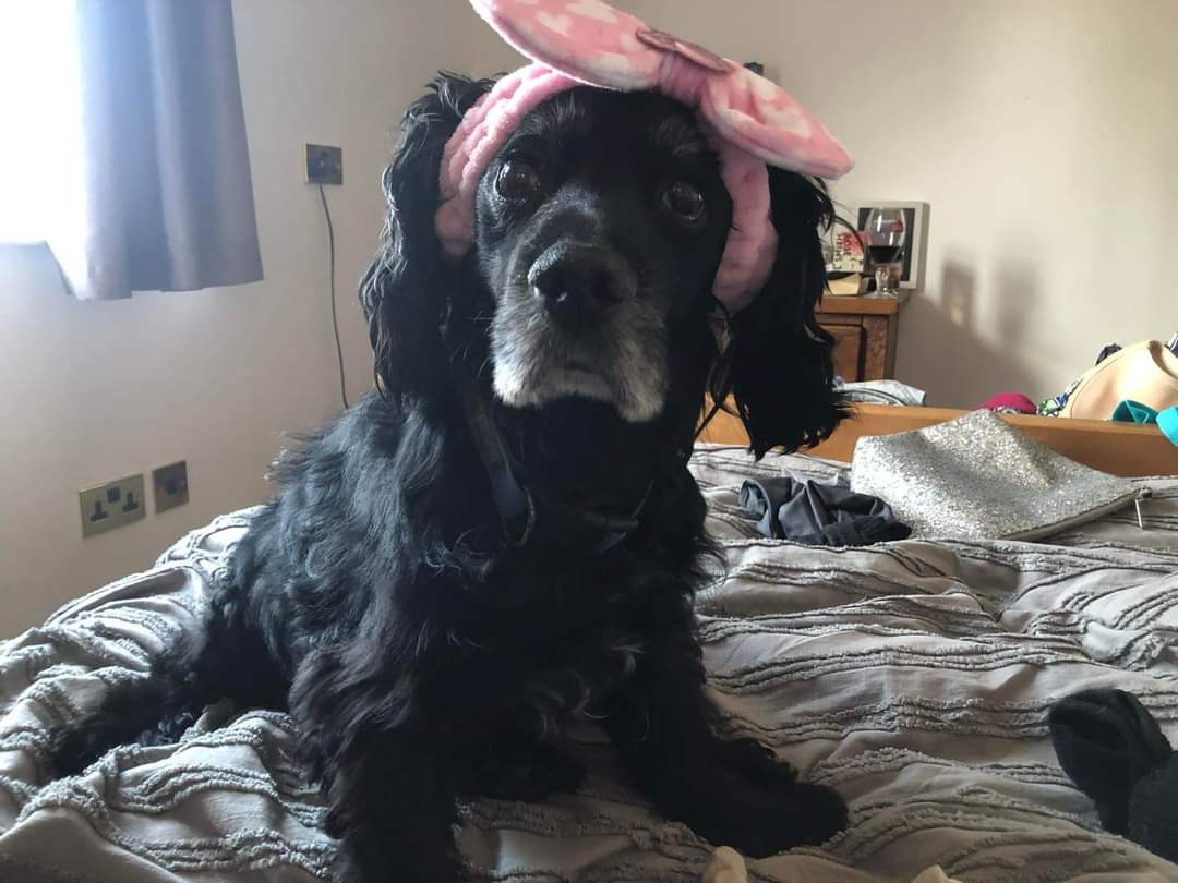MissingPetsGB's tweet photo. Still no further sightings of Milo. Despite extensive searches of the area (carssington Derbyshire area) there has been nothing 😔

Milo must be somewhere? No matter how small if you have any ideas or information please do not hesitate to contact on 07702701712 https://t.co/UAIUpKrWZN