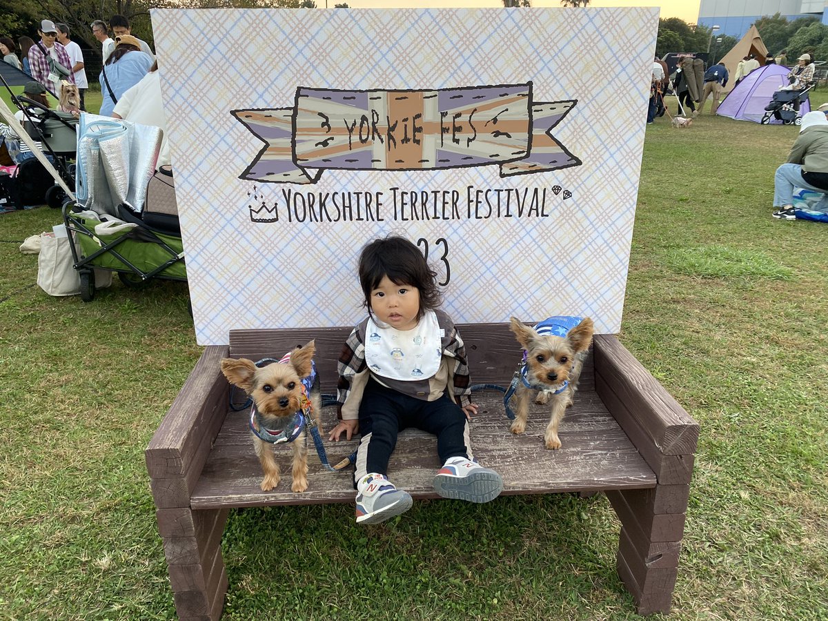 ra_kidd's tweet photo. 今年も行ってきましたヨーキーフェス🐶🐶
1枚目はパピーで去年初参加した時の📸
今年はランボルギーニに乗せて貰いました🚗✨
1000頭超えのヨーキーちゃん達に囲まれて幸せな1日だった〜☺️
また来年も楽しみ！！！

#ヨーキーフェス2023 https://t.co/2bAnsPPzDb
