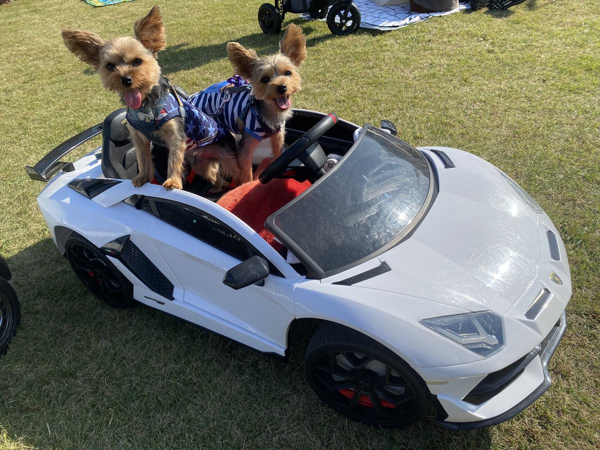 ra_kidd's tweet photo. 今年も行ってきましたヨーキーフェス🐶🐶
1枚目はパピーで去年初参加した時の📸
今年はランボルギーニに乗せて貰いました🚗✨
1000頭超えのヨーキーちゃん達に囲まれて幸せな1日だった〜☺️
また来年も楽しみ！！！

#ヨーキーフェス2023 https://t.co/2bAnsPPzDb
