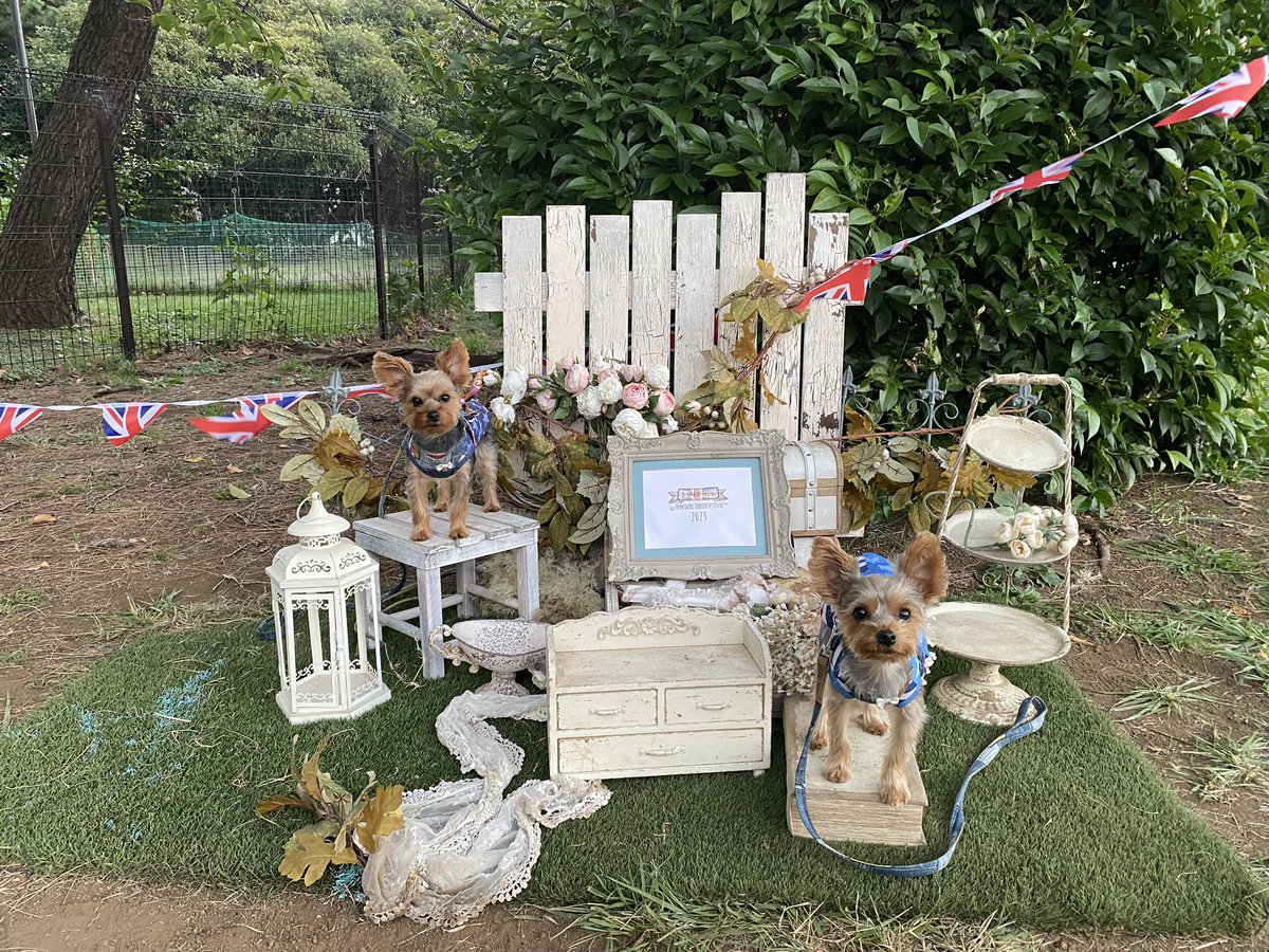 今年も行ってきましたヨーキーフェス🐶🐶
1枚目はパピーで去年初参加した時の📸
今年はランボルギーニに乗せて貰いました🚗✨
1000頭超えのヨーキーちゃん達に囲まれて幸せな1日だった〜☺️
また来年も楽しみ！！！

#ヨーキーフェス2023