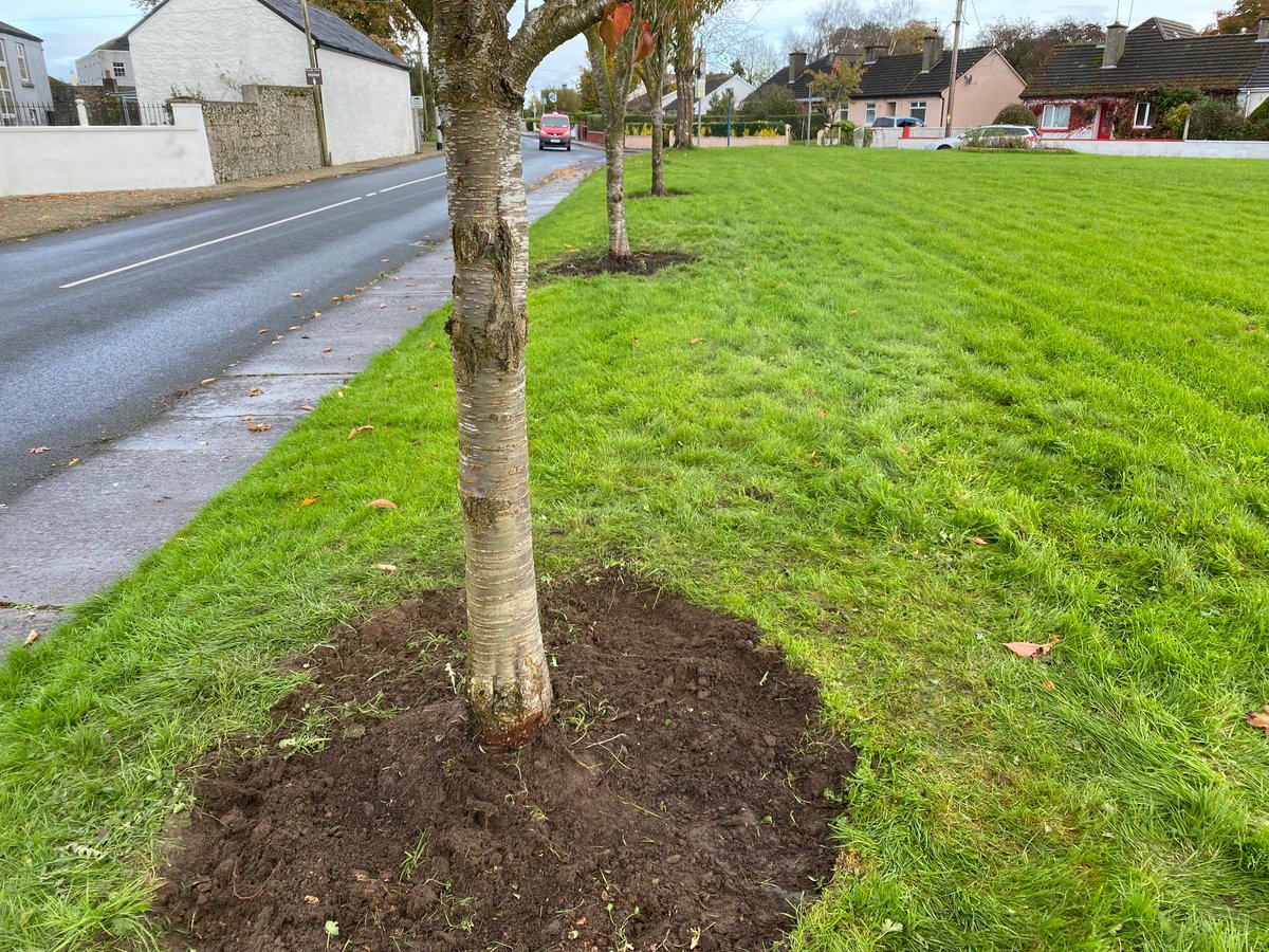 Over the last few weeks we’ve been improving the landscaping of the St Flannan’s Terrace, Cherry Blossoms. Making progress as you can see below. Thanks to Eamonn, Eugene, Issac and Rohan for their hard work.  #SDG9