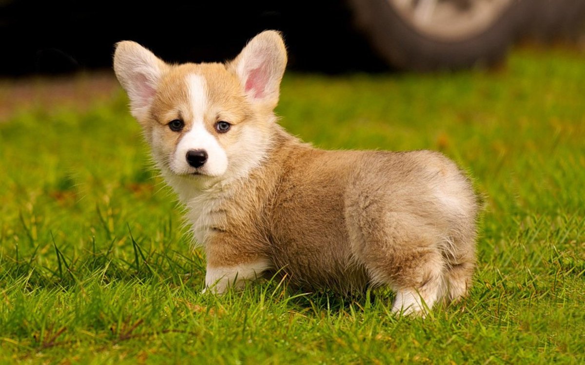 dauvunau's tweet photo. This little girl deserves a place in my heart🐶💫😍
#Corgi #Favorite https://t.co/2HZwe7HCXL