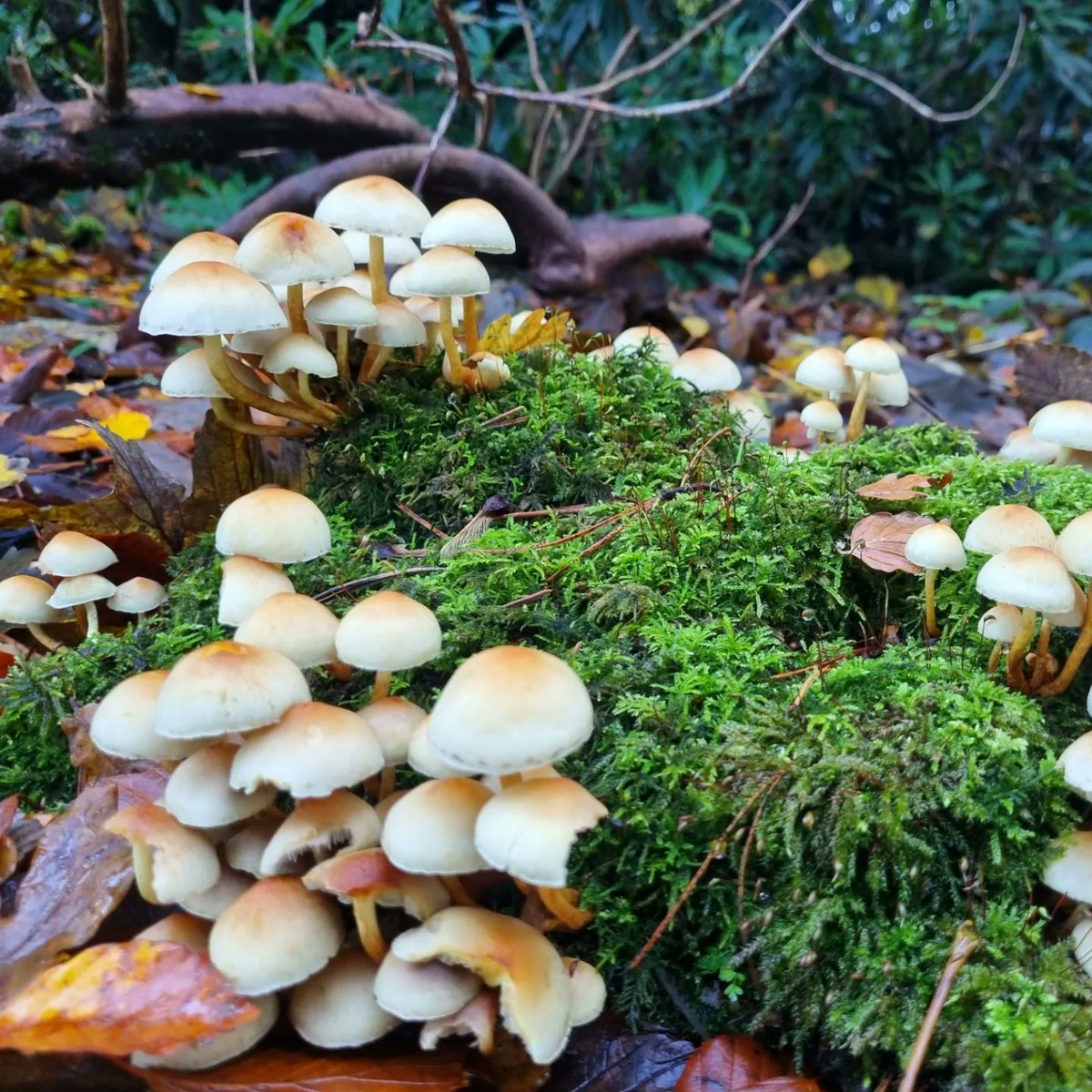 ladylazarusliv's tweet photo. In other news, I am on the Exec team for the Postgraduate Society this year and I organised a trip to Newstead Abbey at the weekend. It was such a lovely, wholesome day in the autumn leaves, taking in the history Nottingham has on its doorstep. ๐งก #phdfamily https://t.co/N2JgWJNT0Y