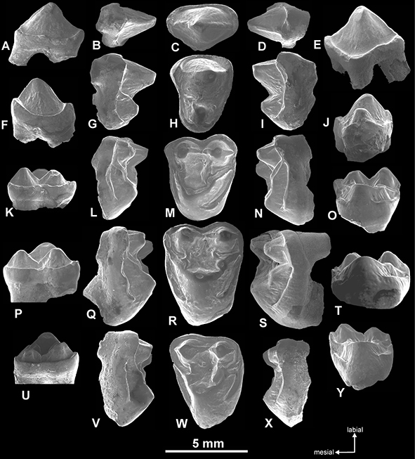 New: @ishurautela7 & Bajpai – Gujaratia indica, the oldest artiodactyl (Mammalia) from South Asia: new dental material and phylogenetic relationships doi.org/10.1080/147720…