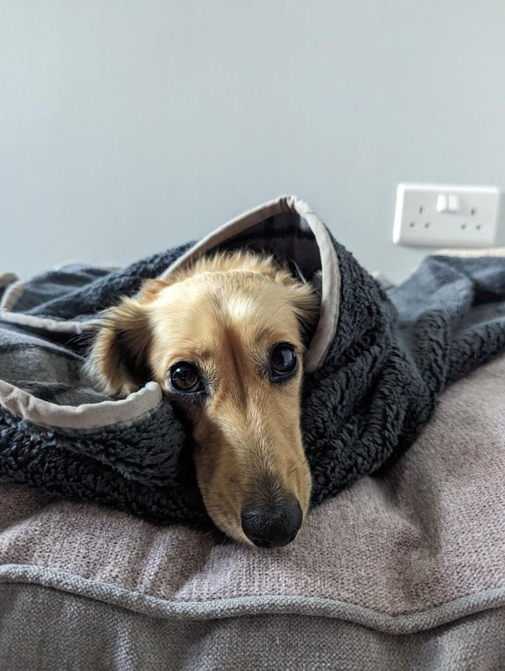 GorPets's tweet image. We love our new interchangeable bed covers and blankets from @gorpets from their latest collection. They're so colourful, comfy and warm! Perfect for autumn evenings 🍁#gorpets #dachshund #dachshundsofinstagram
#sausagedogsofinstagram #sausagedog #doxie #doxiesofinstagram  #bed