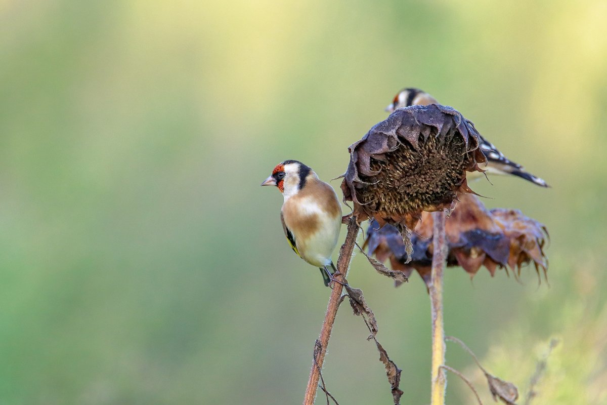 LFeys's tweet image. Putter in het Bergmolenbos @ Roeselare.
#Putter #Bergmolenbos #Roeselare