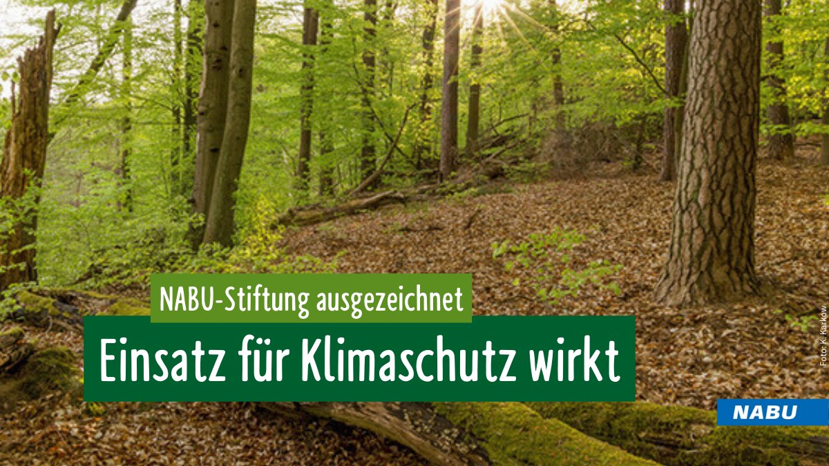 NABU 🦤 (@nabu_de) on Twitter photo 🌳🥳 Glückwunsch! Die NABU-Stiftung Nationales Naturerbe bewahrt 8.000 Hektar Wald in 🇩🇪, um diese in „Urwälder von morgen“ zu verwandeln. Dafür gab es nun das <a href="/PHINEOgAG/">PHINEO 🚀</a> -Wirkt-Siegel, das besonders wirkungsvolle Klimaschutzprojekte auszeichnet. Mehr ➡️ naturerbe.nabu.de/news/2023/3/34… 🌳🥳 Glückwunsch! Die NABU-Stiftung Nationales Naturerbe bewahrt 8.000 Hektar Wald in 🇩🇪, um diese in „Urwälder von morgen“ zu verwandeln. Dafür gab es nun das <a href="/PHINEOgAG/">PHINEO 🚀</a> -Wirkt-Siegel, das besonders wirkungsvolle Klimaschutzprojekte auszeichnet. Mehr ➡️ naturerbe.nabu.de/news/2023/3/34…
