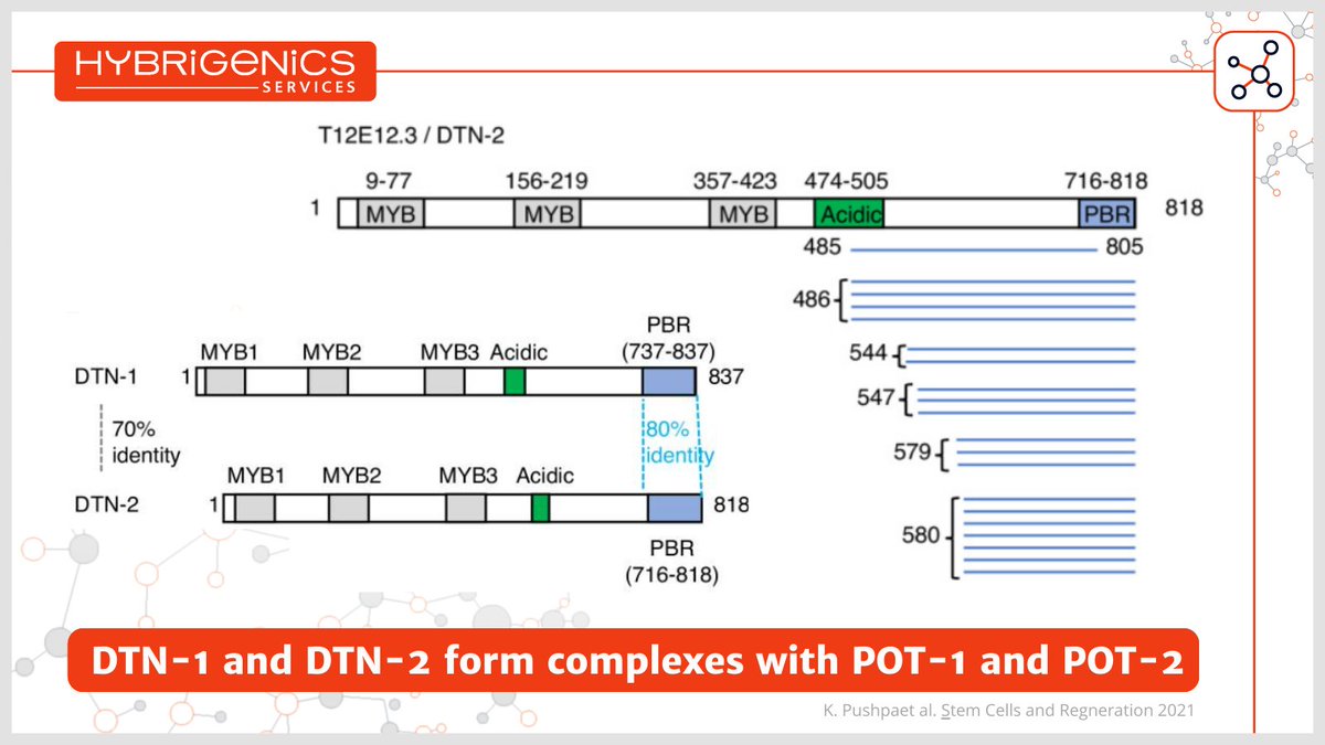 In order to identify novel telomeric binding proteins in #CElegans, the lab of Hiroki Shibuya @uniofgothenburg employed our #Y2H technology platform and we identified new interactors DTN-1 and DTN-2 as direct partners. They act as negative regulators of telomere length and are…