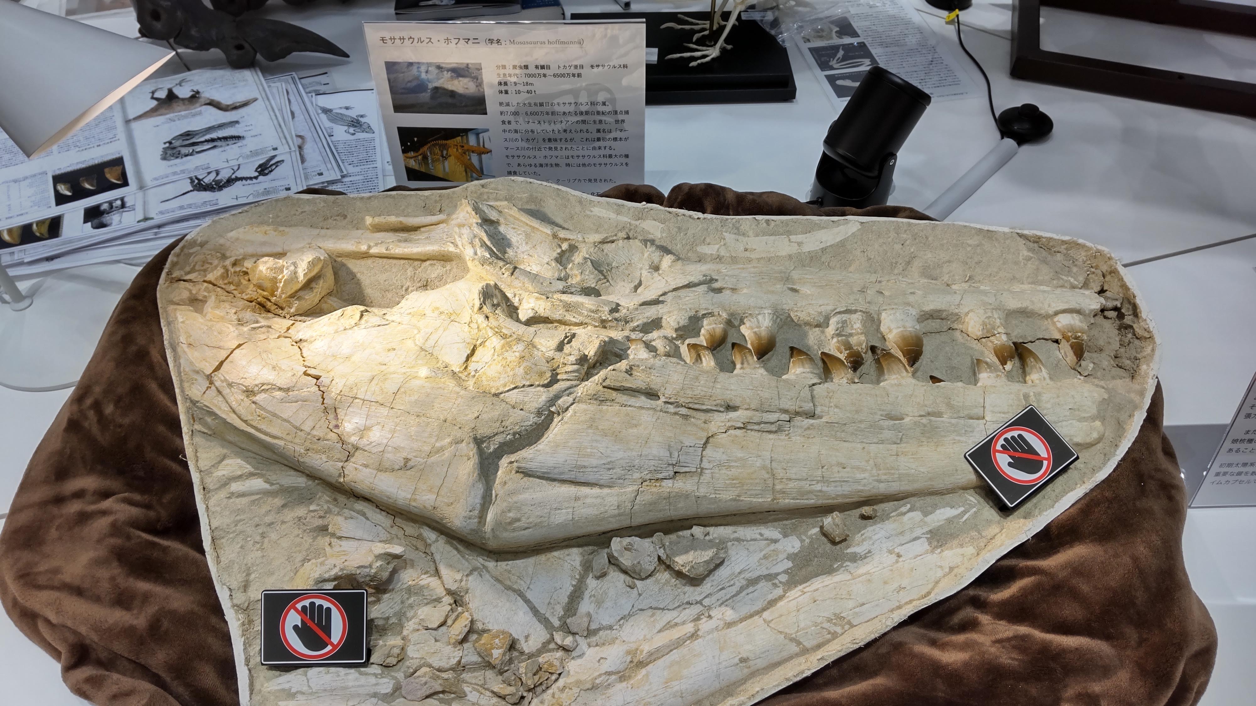 モササウルスの歯 化石 約7,000万年前 モロッコ （モササウルス