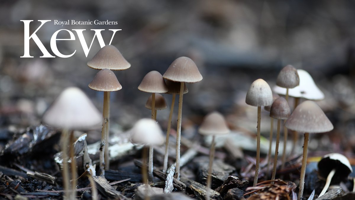 We are looking for a new DToL coordinator at Kew! If you are a fungi lover that's a plus! 😉 Deadline: November 19 @KewMycology @KewScience @darwintreelife #biodiversity #genomics careers.kew.org/vacancy/darwin…