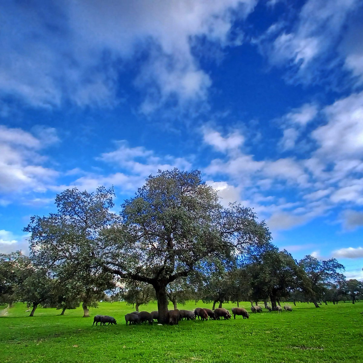 Es importante poner en valor las situaciones cotidianas. 
Esta imagen es el mejor ejemplo de aprovechamiento #racional de los #recursos #naturales 
#Dehesa #sostenible