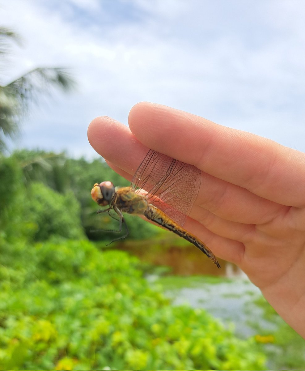 Johanna.SU.Hedlund (@jsuhedlund) on Twitter photo We have seen just a few globe skimmers, so no massive migratory influx yet... BUT they have been seen north of us 2 days ago, so they should be here soon! 🤞🤞🤞
#insectmigration #Pantala
<a href="/WillLeoHawkes/">Dr Will Leo Hawkes</a> @zanderhayward We have seen just a few globe skimmers, so no massive migratory influx yet... BUT they have been seen north of us 2 days ago, so they should be here soon! 🤞🤞🤞
#insectmigration #Pantala
<a href="/WillLeoHawkes/">Dr Will Leo Hawkes</a> @zanderhayward