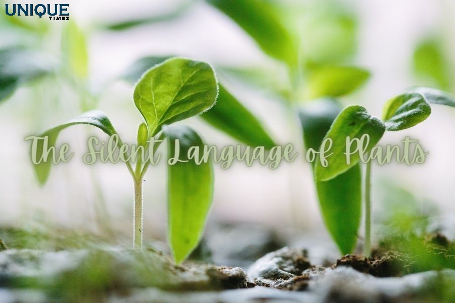 uniquetimesorg's tweet photo. The Green Symphony: Can Plants Talk To Each Other? Unveiling The Intricacies Of Plant Communication
Know more: https://t.co/gYtu82TUat
#uniquetimes #LatestNews #biodiversity #botany #chemicalsignals #ecology #ecosystem #plants https://t.co/dJRUuUiPuC