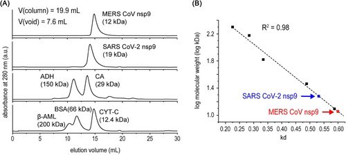 Researchers uncovers important similarities & differences to SARS2 NSP9 & other CoV NSP9 proteins.The study finds that replacing key RNA binding residues in MERS-CoV NSP9 affects RNAylation efficiency indicate that recognition of RNA may play a role in capping process of virus1/