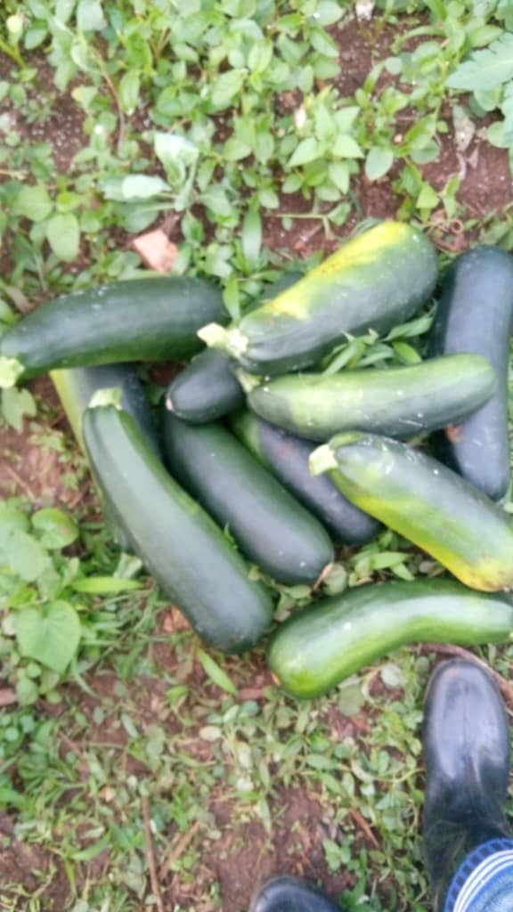 SectorFumbwe's tweet photo. Uyu ni umusaruro wa kurujete ukomoka ku murima w'igikoni mu rugo rwa KABERA Athanase utuye mu mudugudu wa Nyirabiteri mu kagari ka Mununu. https://t.co/UGYqzITi6h