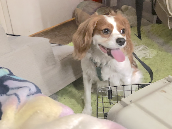 Feelin' better...musta bin dat rice water. Den she caught me wif de tongue out #TOT #TongueOutTuesday