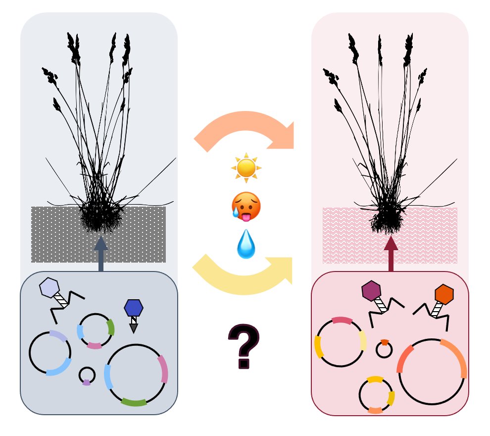 🚨#PhD opportunity at <a href="/LivUni_IVES/">Inst of Infection Veterinary & Ecological Sciences</a> <a href="/ACCE_DTP/">ACCE DTP</a>🚨Do plasmids help soil microbes adapt to climate change? Join me and <a href="/RajWhitlock/">Raj Whitlock</a> to investigate, using a 31-year-old climate experiment <a href="/BCCIL_UK/">Buxton Climate Change Impacts Lab</a> 🌾🥵🦠 findaphd.com/phds/project/d…