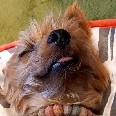 General pex tweet media