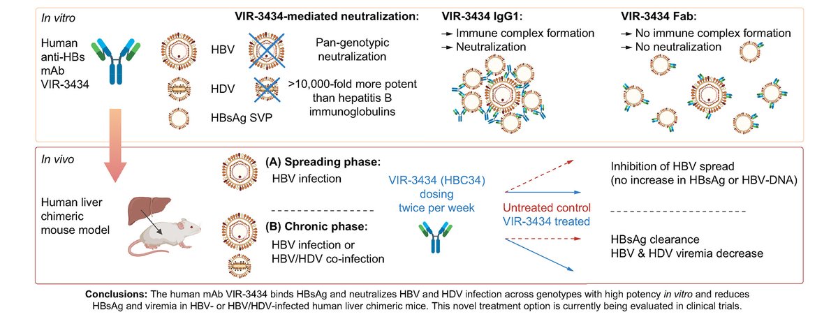 Journal of Hepatology (@jhepatology) on Twitter photo Identification of a human mAb VIR-3434 that potently neutralizes #HBV and #HDV
🔗journal-of-hepatology.eu/article/S0168-…
<a href="/FLempp/">Florian Lempp</a>
#OpenAccess
#LiverTwitter Identification of a human mAb VIR-3434 that potently neutralizes #HBV and #HDV
🔗journal-of-hepatology.eu/article/S0168-…
<a href="/FLempp/">Florian Lempp</a>
#OpenAccess
#LiverTwitter
