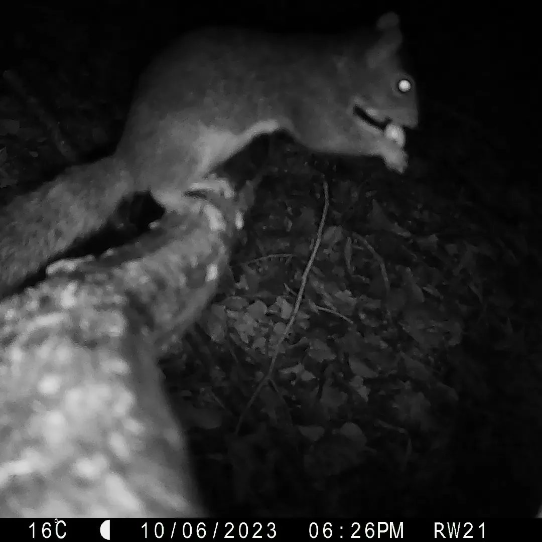 danny_alvey's tweet photo. I was in Altidore Castle with my good friend Thomas Emmet collecting two of our cameras setup for ReWild Wicklow's Snapshot Europe and they did not disappoint! I particularly love this one of a badger who stopped on his nightly forage for a good ole scratch 😆 https://t.co/9bVJV2JxFe