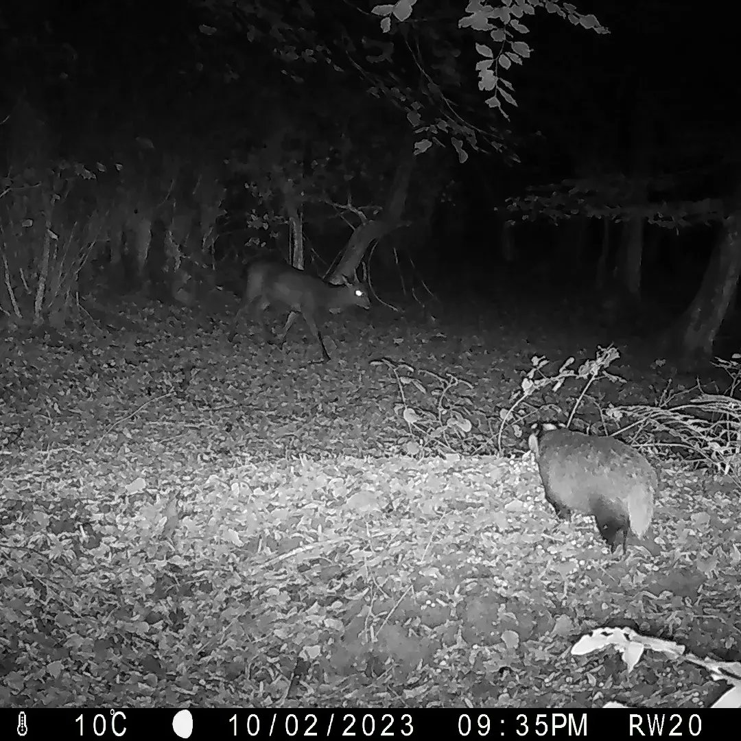 danny_alvey's tweet photo. I was in Altidore Castle with my good friend Thomas Emmet collecting two of our cameras setup for ReWild Wicklow's Snapshot Europe and they did not disappoint! I particularly love this one of a badger who stopped on his nightly forage for a good ole scratch 😆 https://t.co/9bVJV2JxFe