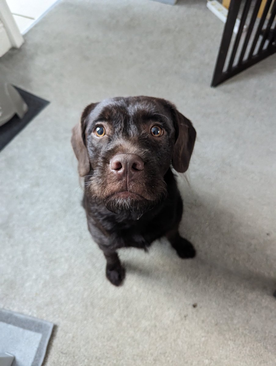 kevzitman's tweet image. Proud face here 
We were left alone for 4 hours today due to huparents work and we didn't make a mess or misbehave #puppy #behaved