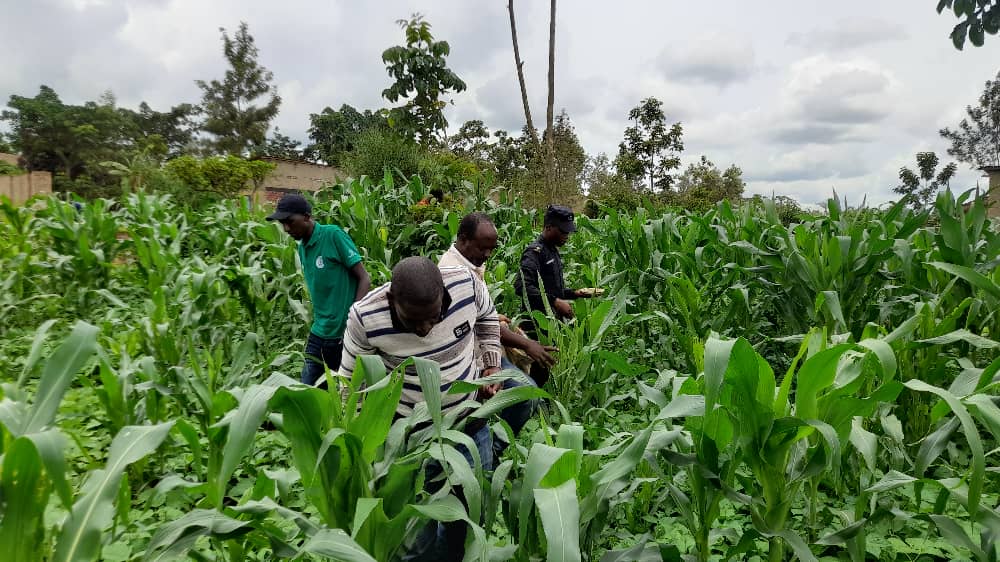 Rukumberi Sector tweet media