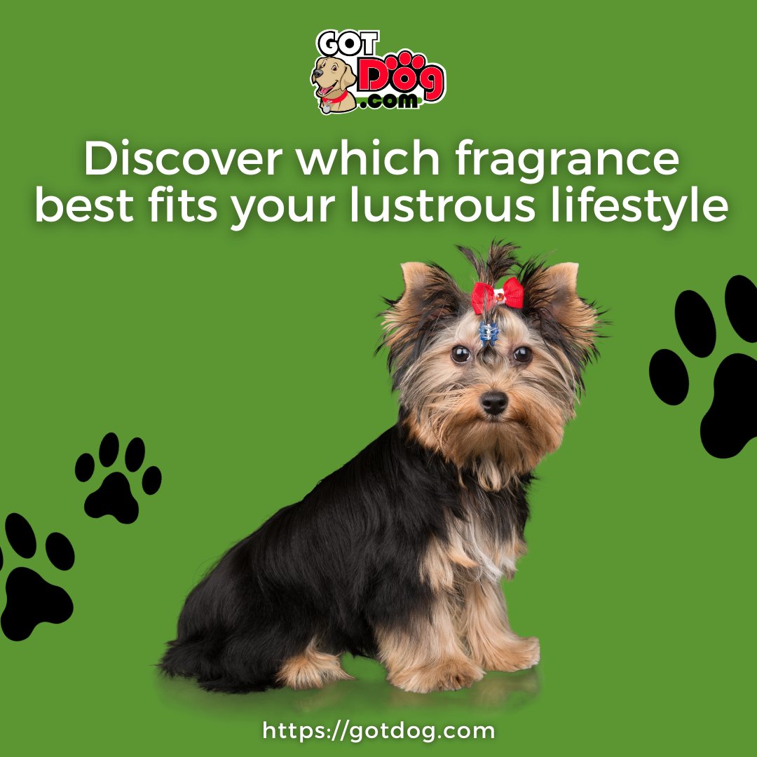 gotdogdotcom's tweet photo. With #GotDog, you can discover which fragrance best fits your lustrous lifestyle.

Find your perfect match and step out with confidence, one spritz at a time!

https://t.co/OpBdRp7UD6 

#dogoftheday #ilovemydog #pets #lovedogs #petcologne #petfragrances #instagramdogs https://t.co/HbKFXxLbzo