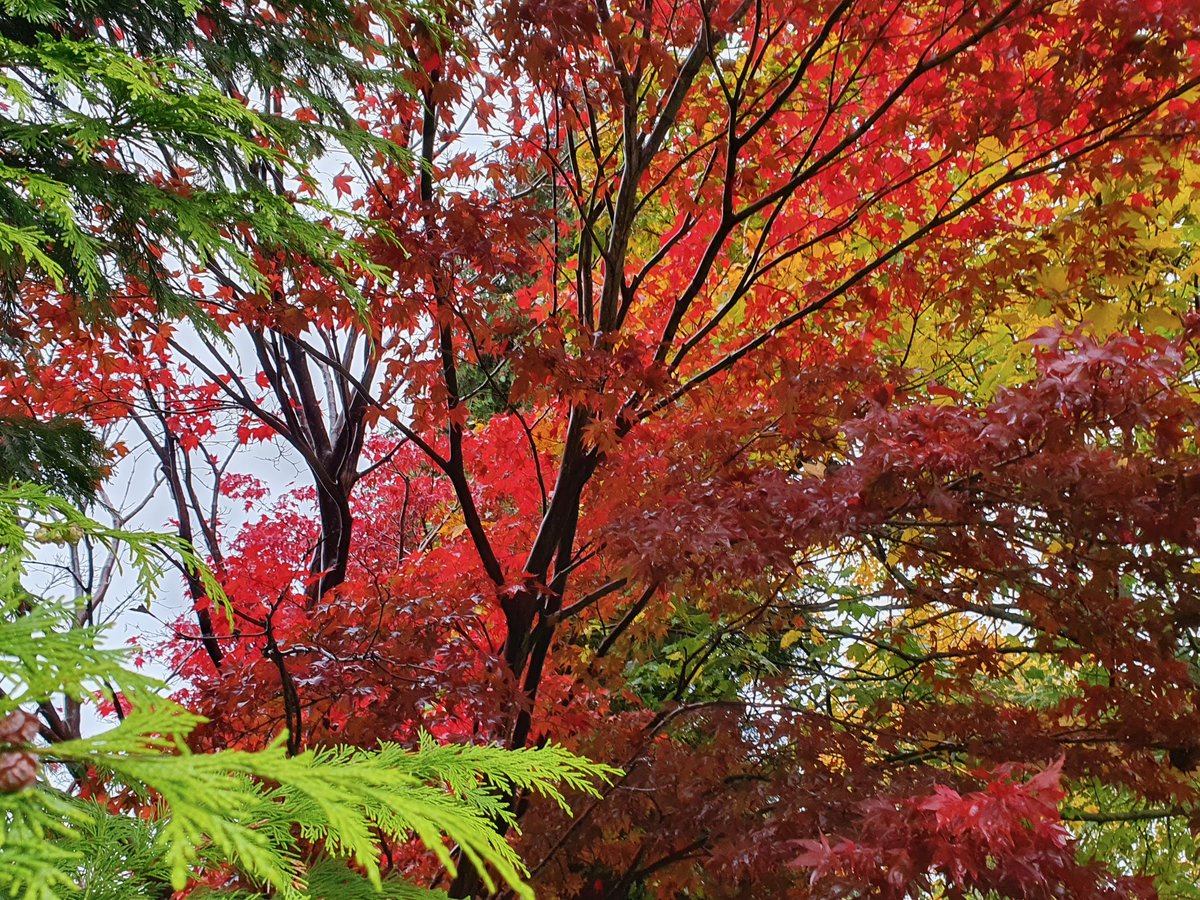 Autumn in Harrogate. It looks like I tweaked the colour but I didn't. Nature did.