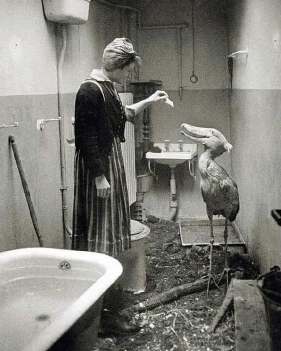 JustTerrifying's tweet image. A Shoebill that survived the bombing of the Berlin Zoo is cared for by its keeper in her bathroom, 1945.