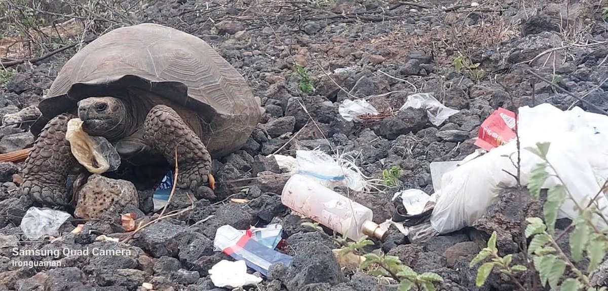 santiak's tweet photo. Importante: se encontró, en promedio, un ítem de basura por cada 2 m cuadrados 
La basura NO vino del océano, como se ha documentado, en otros estudios
La basura fue generada localmente, en Galápagos 4/n https://t.co/8IOnVqH1Od