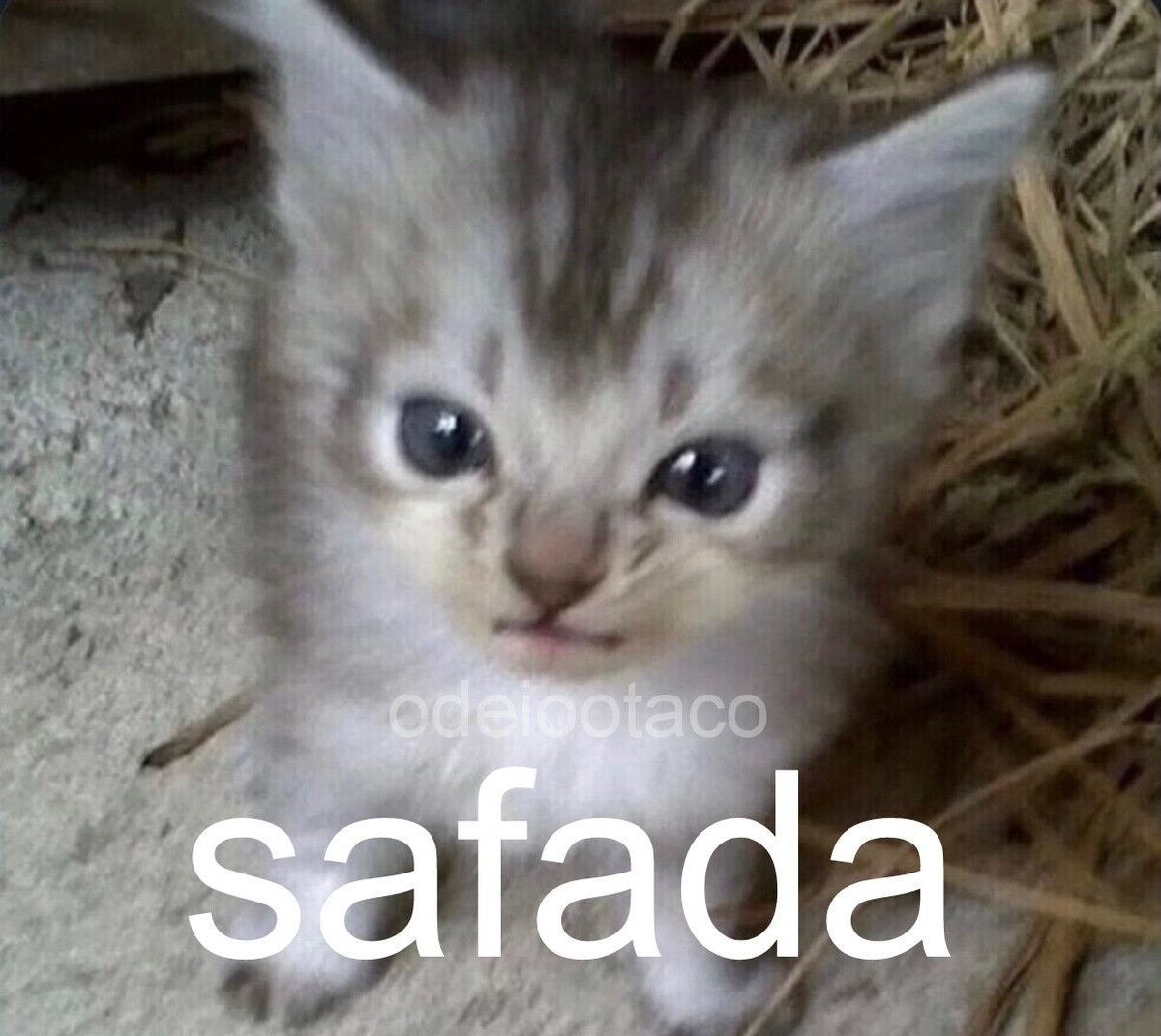 perfil dedicado a gatinhos e peitos (@odeiootaco) on Twitter photo 