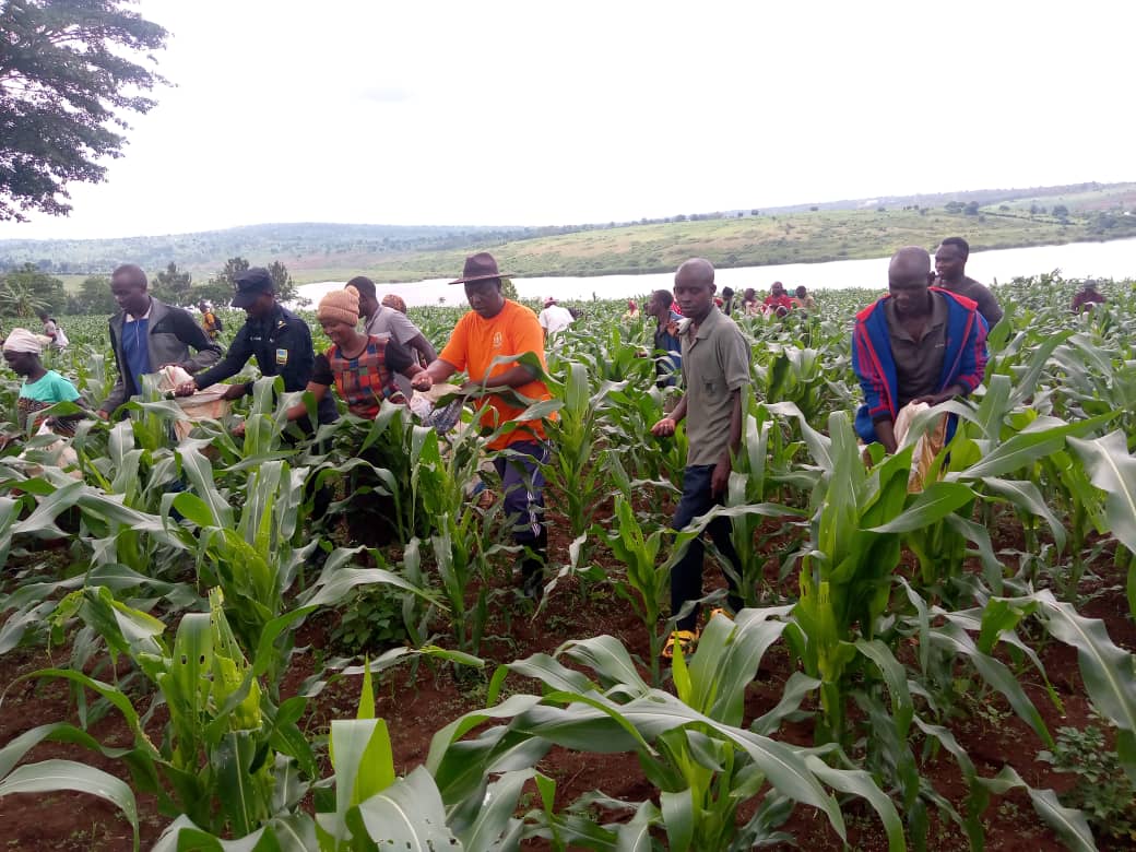 ZAZASECTOR1's tweet photo. Uyu munsi, ES w' Umurenge Bwana NGENDA Mathias ari kumwe n' Inzego z' Umutekano yifatanyije n' abaturage n' Akagari ka #Ruhinga mu gutera ifumbire ya DAP kuri site ya #Nyakariba; abaturage bakaba bashishikarijwe kuyikoresha neza kugirango umusaruro wiyongereye. @NgomaDistrict https://t.co/UcnUL6gS5c