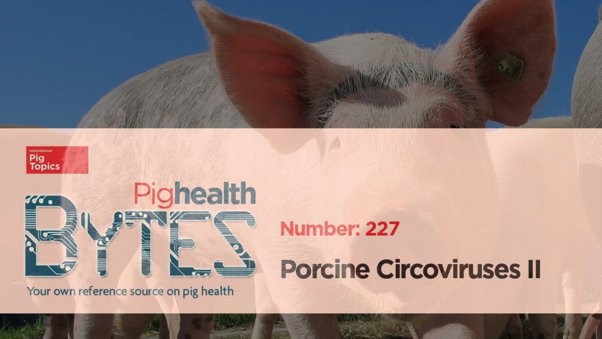 Pighealth BYTES #PorcineCircoviruses II
PMWS can best be described as a multifactorial disease for which PCV 2 is a necessary component. It would appear that PMWS occurs when PCV 2 is inoculated into pigs with other agents. 👉🏼
pap.social/IPTBYTES227