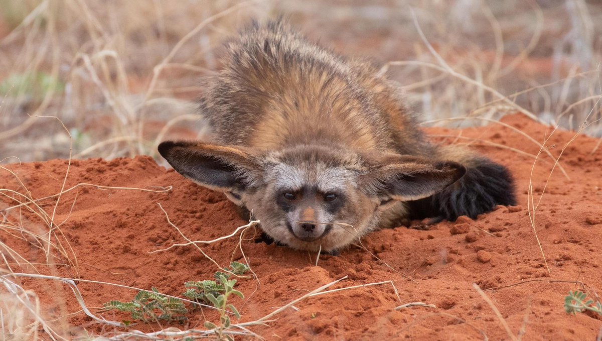 Tswalu's tweet photo. In safari circles, the bat-eared fox is sometimes called a flat-eared box. Whether you are a Star Wars fan or not, you have to admit that this little fox belonging to the dog family looks like Yoda.
#BatEaredFox #ElusiveSpecies #ElusiveAnimals #Kalahari #SouthAfricaSafari https://t.co/iRgrNVbmWZ