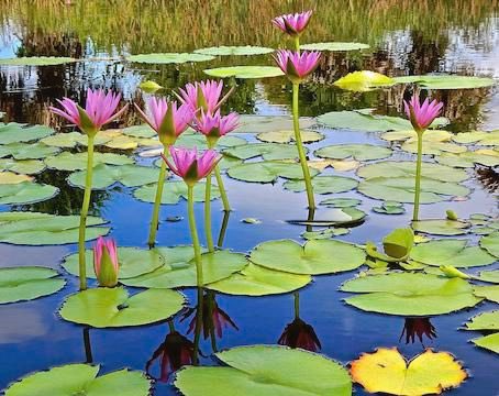 catswayne's tweet photo. #OUB329 #wk4reflection @clementOU1 the lily pond metaphor was an interesting topic. How culture is formed, evolves &amp; can be taken for granted. With the three levels of culture; cultural artefact, espoused beliefs and values &amp; basic underlying assumptions which are interrelated https://t.co/eCaF18f0DU