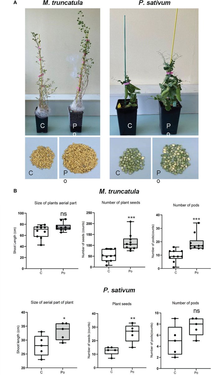 The mycoparasite Pythium oligandrum induces legume pathogen resistance and shapes rhizosphere microbiota without impacting mutualistic interactions 

frontiersin.org/articles/10.33… 
#plantsci ♻️