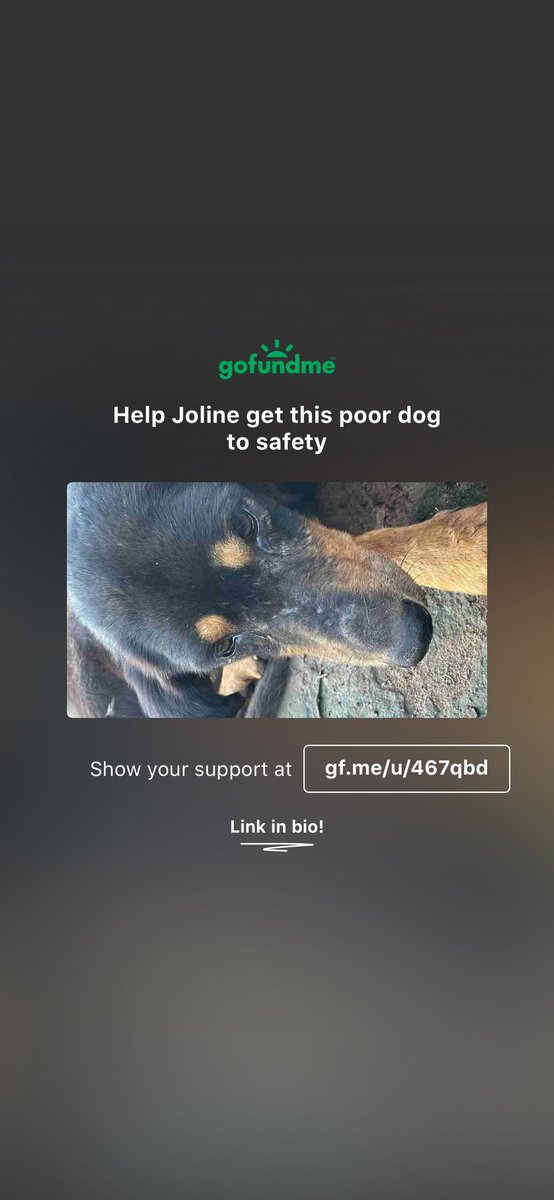 gofund.me/1df870e4 Max has had most of his teeth pulled out and was beaten on the streets.  We need to get him to a vet but need people to contribute before we can.  Please any amount no matter how small would be greatly appreciated 🐾🐾🫶🫶