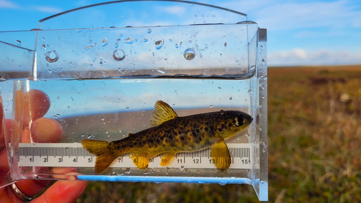 Salmon, trout + char aficionados! At 1/100th the size of a typical #anadromous salmon, here are perhaps the world's smallest mature female #Atlanticsalmon (9-11cm, 10-20g, 15-30 eggs). They eke out a living in low order streams of #CapeRace, #Newfoundland (no access to sea)
