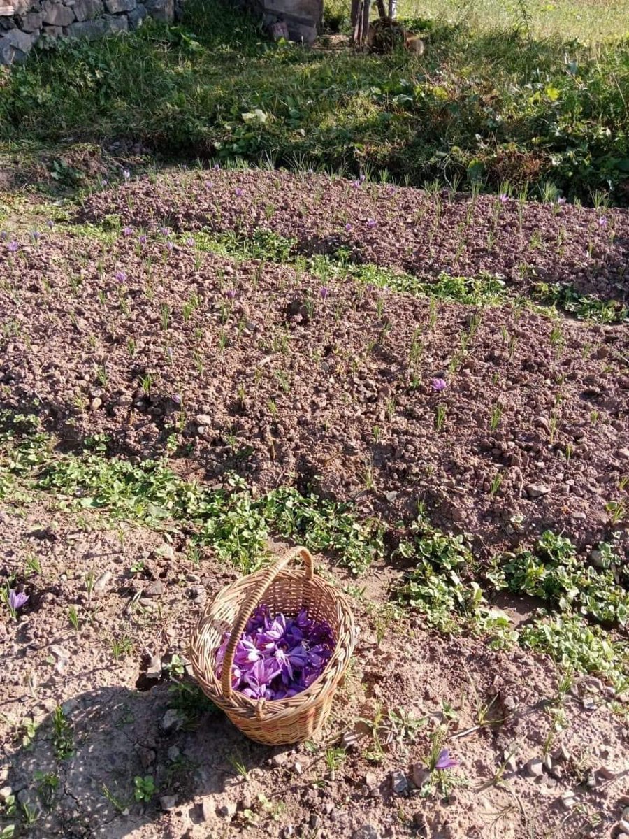 sujitpchauhan's tweet photo. Saffron , the fragrance of Kashmir ,
Comes as gift of nature to this land ,
Great Wishes for a great harvest season to all the farmers ,
#saffron
#zafran
#saffronseason
#kashmir https://t.co/oAwSVuQz4H